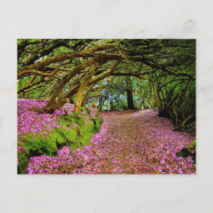 Kenmare Fairy Road Postcard