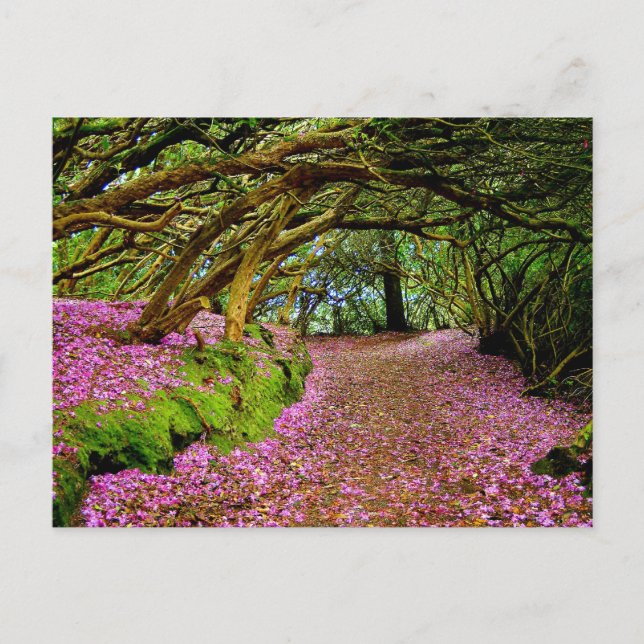 Kenmare Fairy Road Postcard (Front)