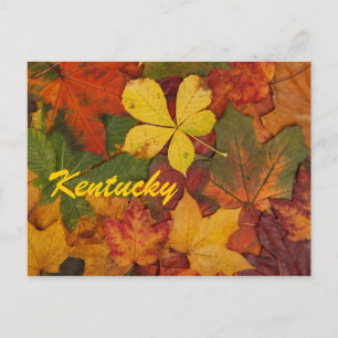 Kentucky Autumn Leaves Postcard