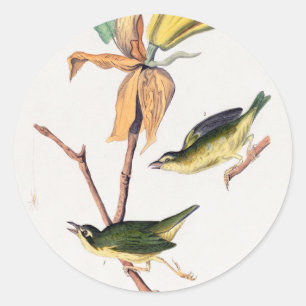 Kentucky Fly-catching Warbler Birds Illustration Classic Round Sticker