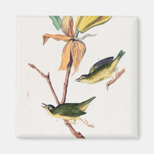 Kentucky Fly-catching Warbler Birds Illustration Magnet