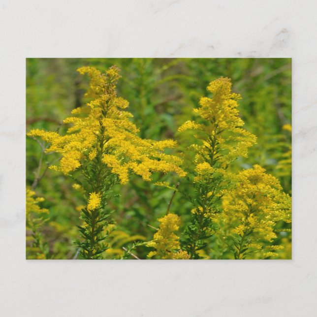 Kentucky Goldenrod Postcard (Front)
