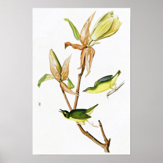 Kentucky Warbler John James Audubon Birds America Poster
