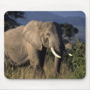 Kenya: Amboseli, male African elephant Mouse Pad
