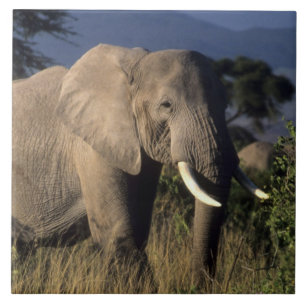 Kenya: Amboseli, male African elephant Tile