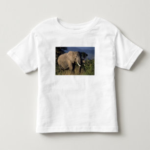 Kenya: Amboseli, male African elephant Toddler T-shirt