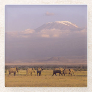 Kenya: Amboseli National Park, Elephants Glass Coaster