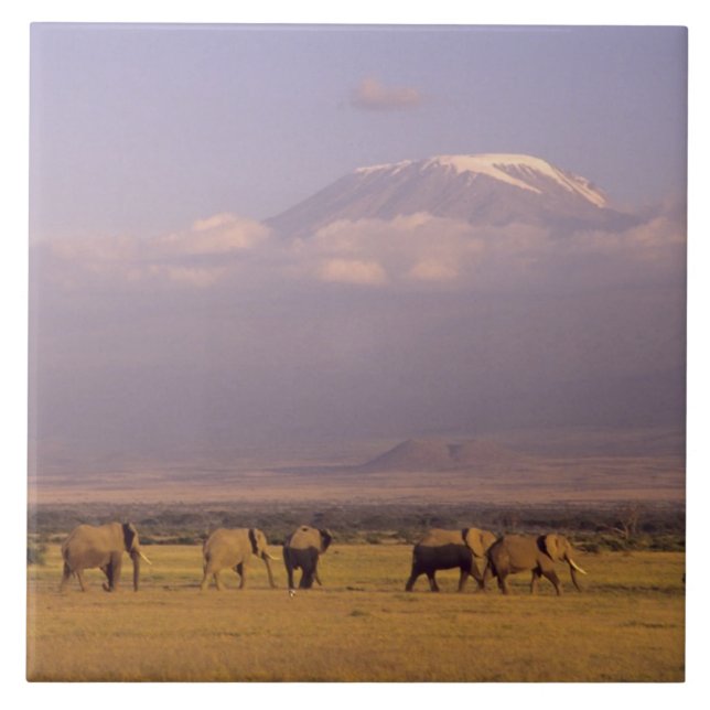 Kenya: Amboseli National Park, Elephants Tile (Front)