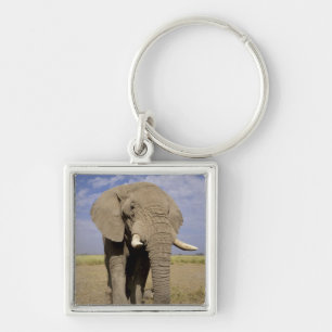Kenya: Amboseli National Park, male elephant Keychain