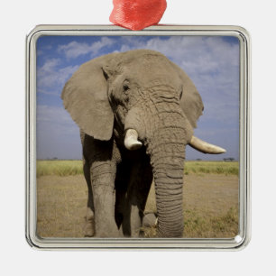 Kenya: Amboseli National Park, male elephant Metal Ornament
