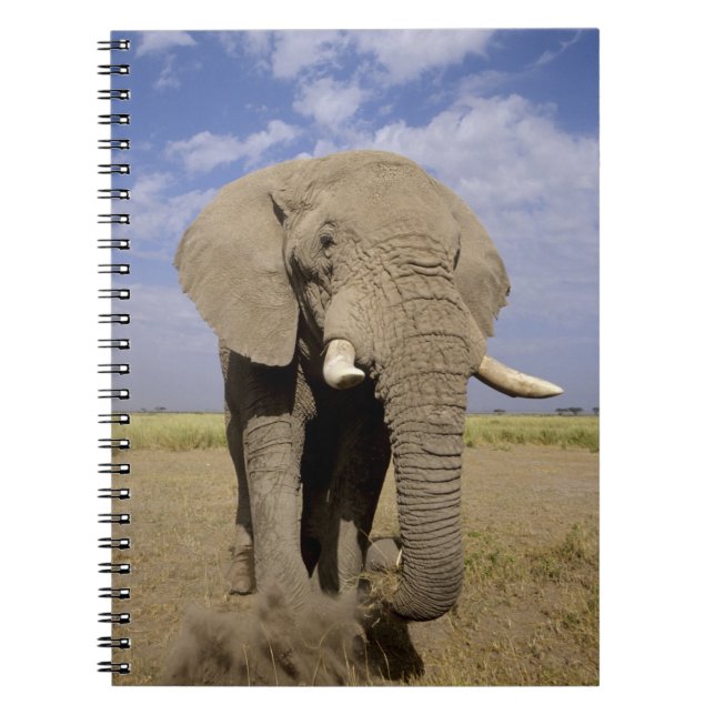 Kenya: Amboseli National Park, male elephant Notebook (Front)