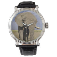 Kenya: Amboseli National Park, male elephant