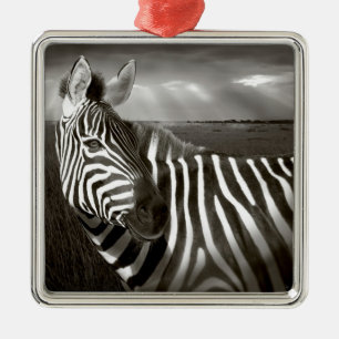 Kenya. Black & white of zebra and plain. Metal Ornament
