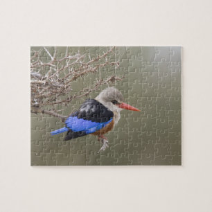Kenya. Close-up of grey-headed kingfisher Jigsaw Puzzle