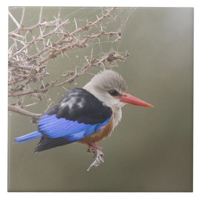 Kenya. Close-up of grey-headed kingfisher Tile (Front)