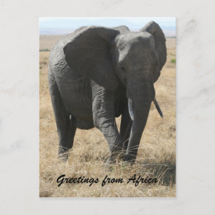 kenya elephant greetings postcard