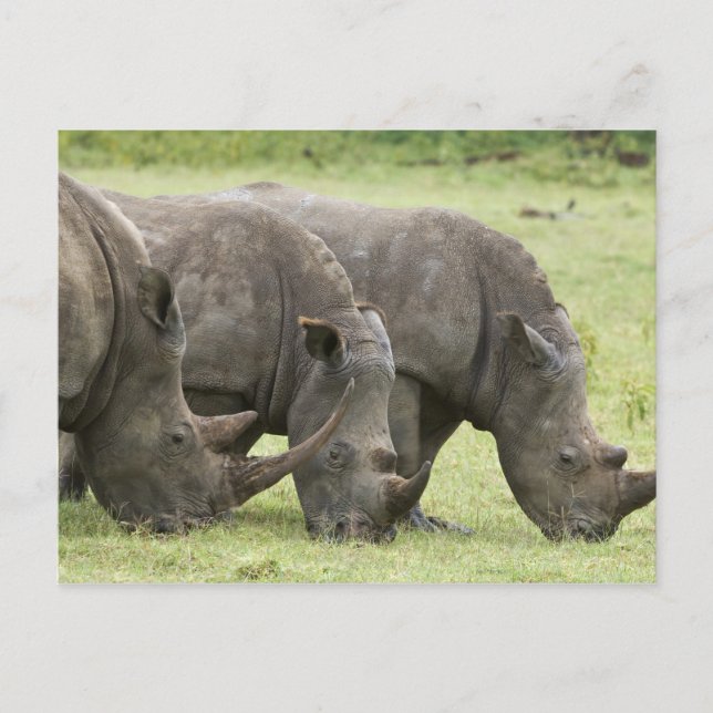 Kenya, Lake Nakuru National Park. Three white Postcard (Front)