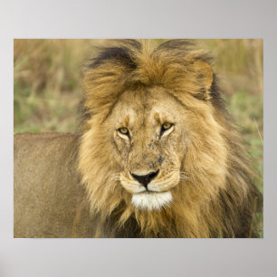 Kenya, Masai Mara. Close-up of lion. Credit as: Poster