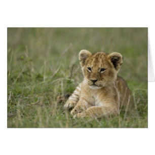 Kenya, Masai Mara Game Reserve. African Lion