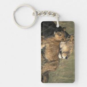 Kenya, Masai Mara Game Reserve, Lioness Keychain