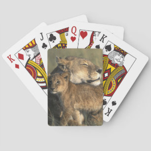 Kenya, Masai Mara Game Reserve, Lioness Playing Cards