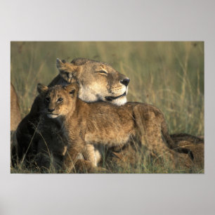 Kenya, Masai Mara Game Reserve, Lioness Poster