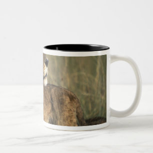 Kenya, Masai Mara Game Reserve, Lioness Two-Tone Coffee Mug