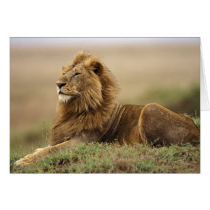 Kenya, Masai Mara   Male Lion