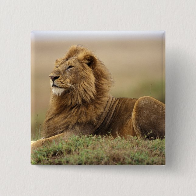Kenya, Masai Mara | Male Lion 2 Inch Square Button (Front)