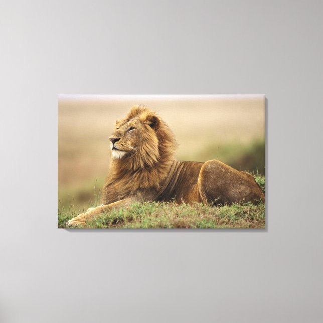 Kenya, Masai Mara | Male Lion Canvas Print (Front)
