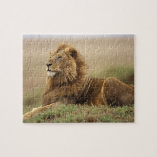 Kenya, Masai Mara   Male Lion Jigsaw Puzzle