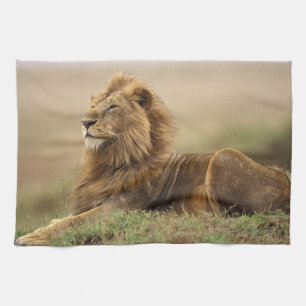 Kenya, Masai Mara   Male Lion Kitchen Towel