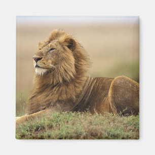 Kenya, Masai Mara Male Lion Magnet