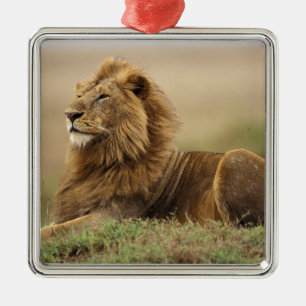 Kenya, Masai Mara   Male Lion Metal Ornament