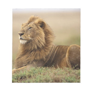 Kenya, Masai Mara   Male Lion Notepad