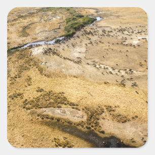 Kenya: Masai Mara National Reserve, Mara Square Sticker