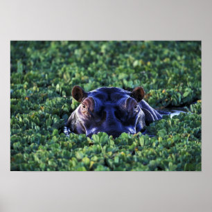 Kenya, Masai Mara National Reserve. Poster