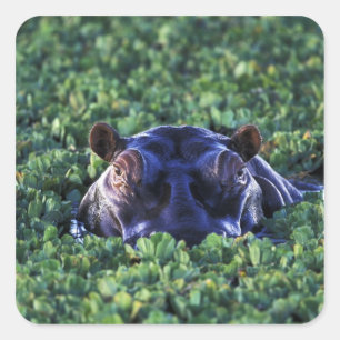 Kenya, Masai Mara National Reserve. Square Sticker