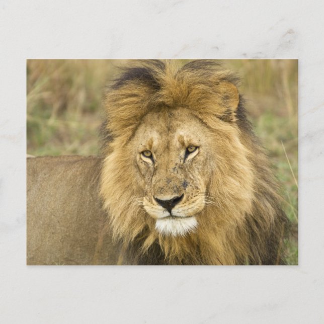 Kenya Masai Mara Postcard (Front)