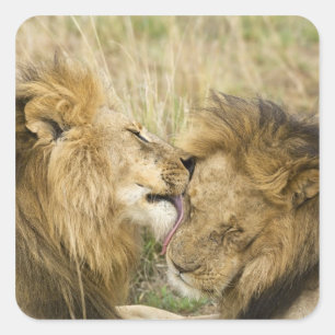 Kenya, Masai Mara Square Sticker