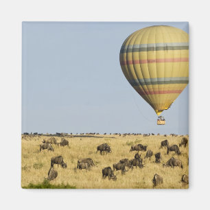 Kenya, Masai Mara. Tourists ride hot air balloon Magnet
