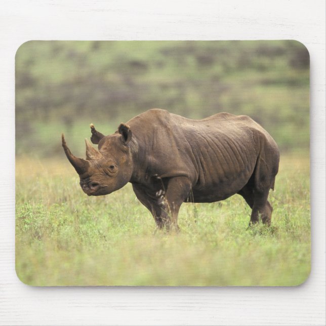 Kenya, Nairobi National Park. Black Rhinoceros Mouse Pad (Front)