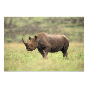 Kenya, Nairobi National Park. Black Rhinoceros Photo Print