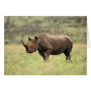 Kenya, Nairobi National Park. Rhinoceros noirs