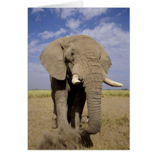Kenya : Parc national d'Amboseli, éléphant mâle