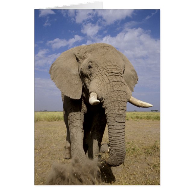 Kenya : Parc national d'Amboseli, éléphant mâle (Devant)