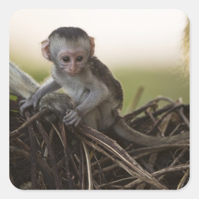 Kenya, Samburu Game Reserve. Vervet Monkey Square Sticker (Front)