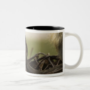 Kenya, Samburu Game Reserve. Vervet Monkey Two-Tone Coffee Mug
