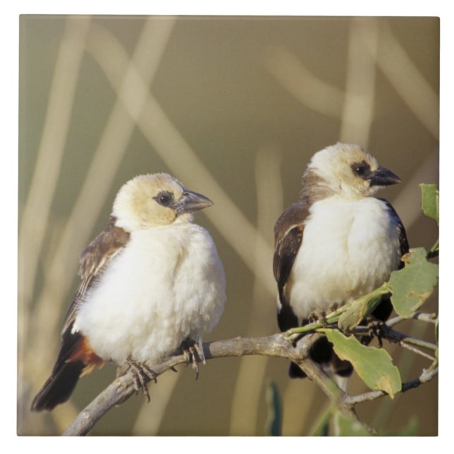 Kenya, Samburu National Reserve Tile (Front)