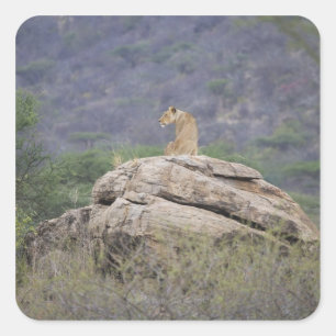 Kenya, Samburu Nature Reserve, female lion on Square Sticker